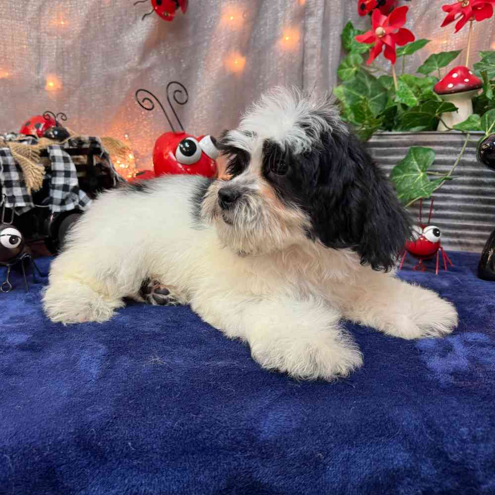 carousel pet images