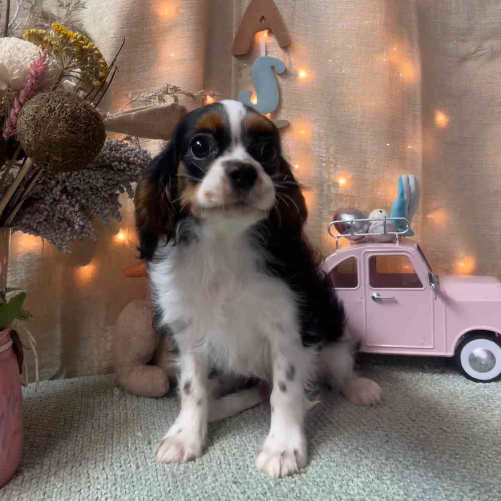 carousel pet images