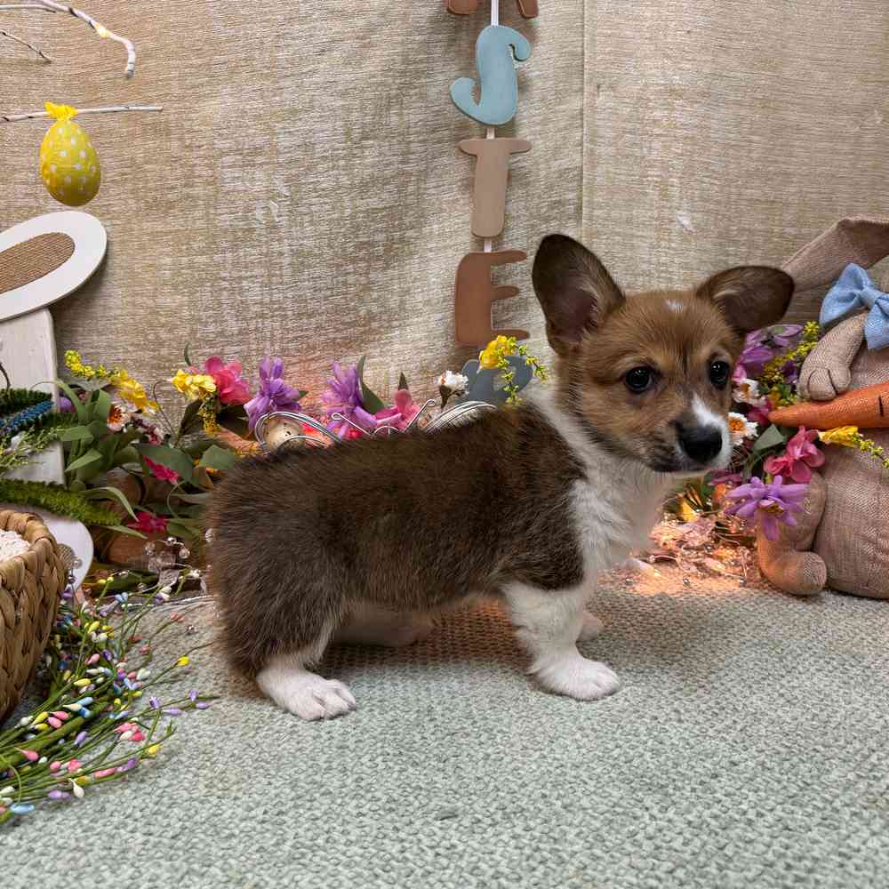 carousel pet images