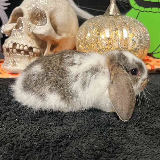 Holland Lop