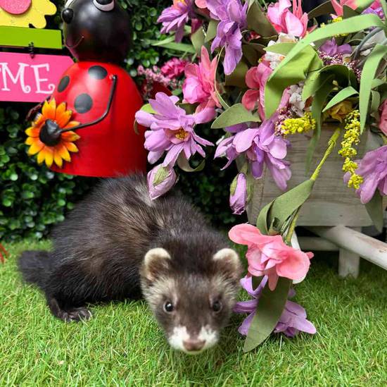 Ferret