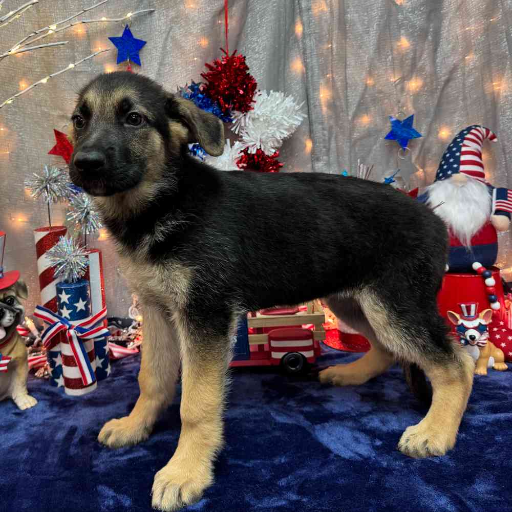 Image of a pet breed in the gallery