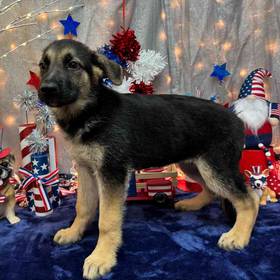 German Shepherd