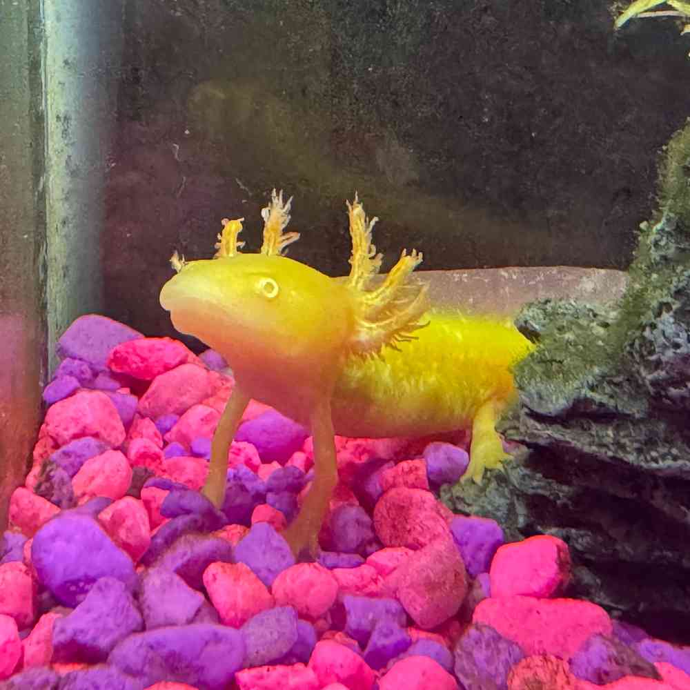 Image of a pet breed in the gallery
