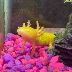 Axolotl