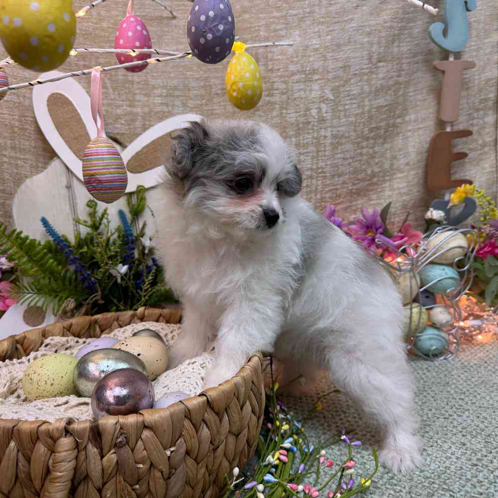 carousel pet images
