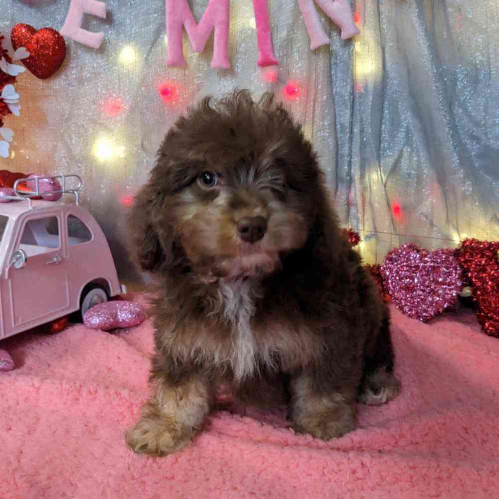 carousel pet images