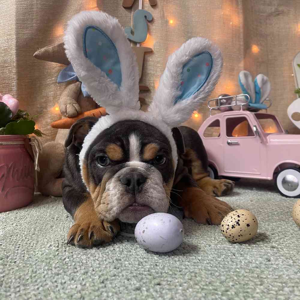 carousel pet images