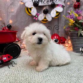 Maltese