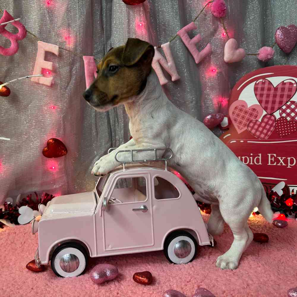 carousel pet images