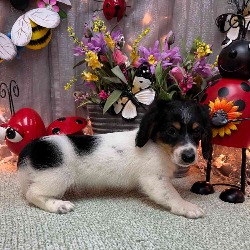 carousel pet images