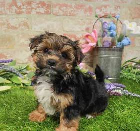 Morkie