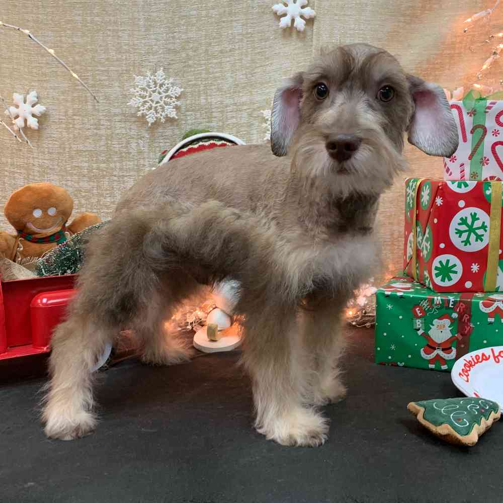 carousel pet images