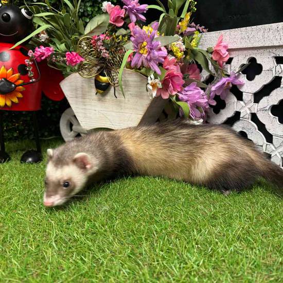 Ferret