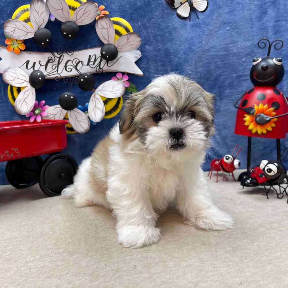 carousel pet images