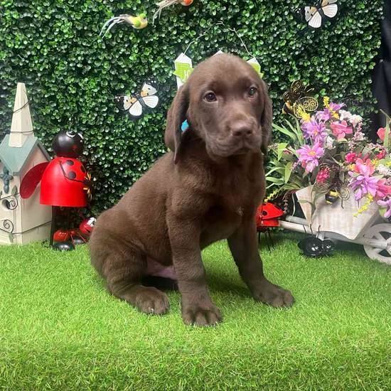 Tucker