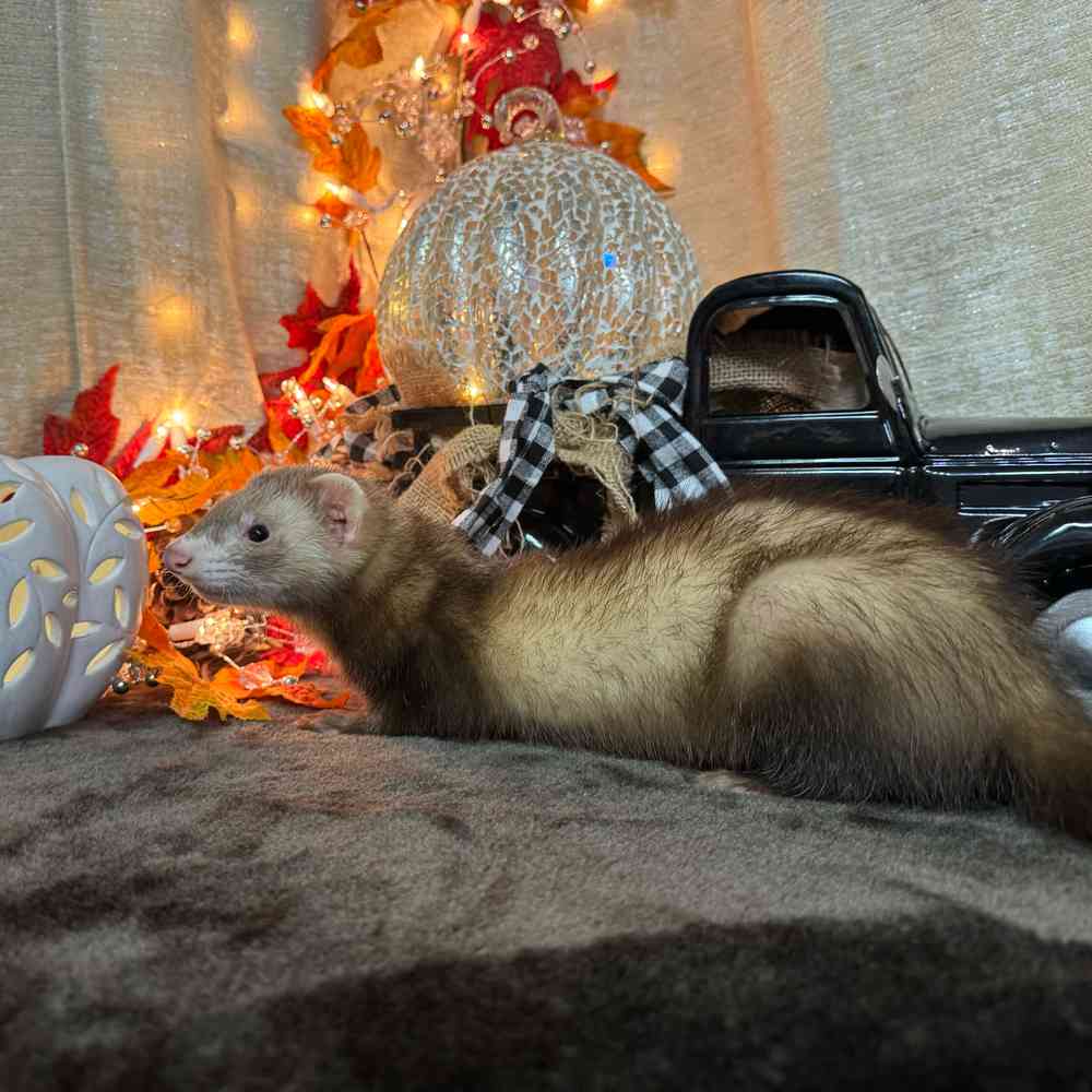 carousel pet images