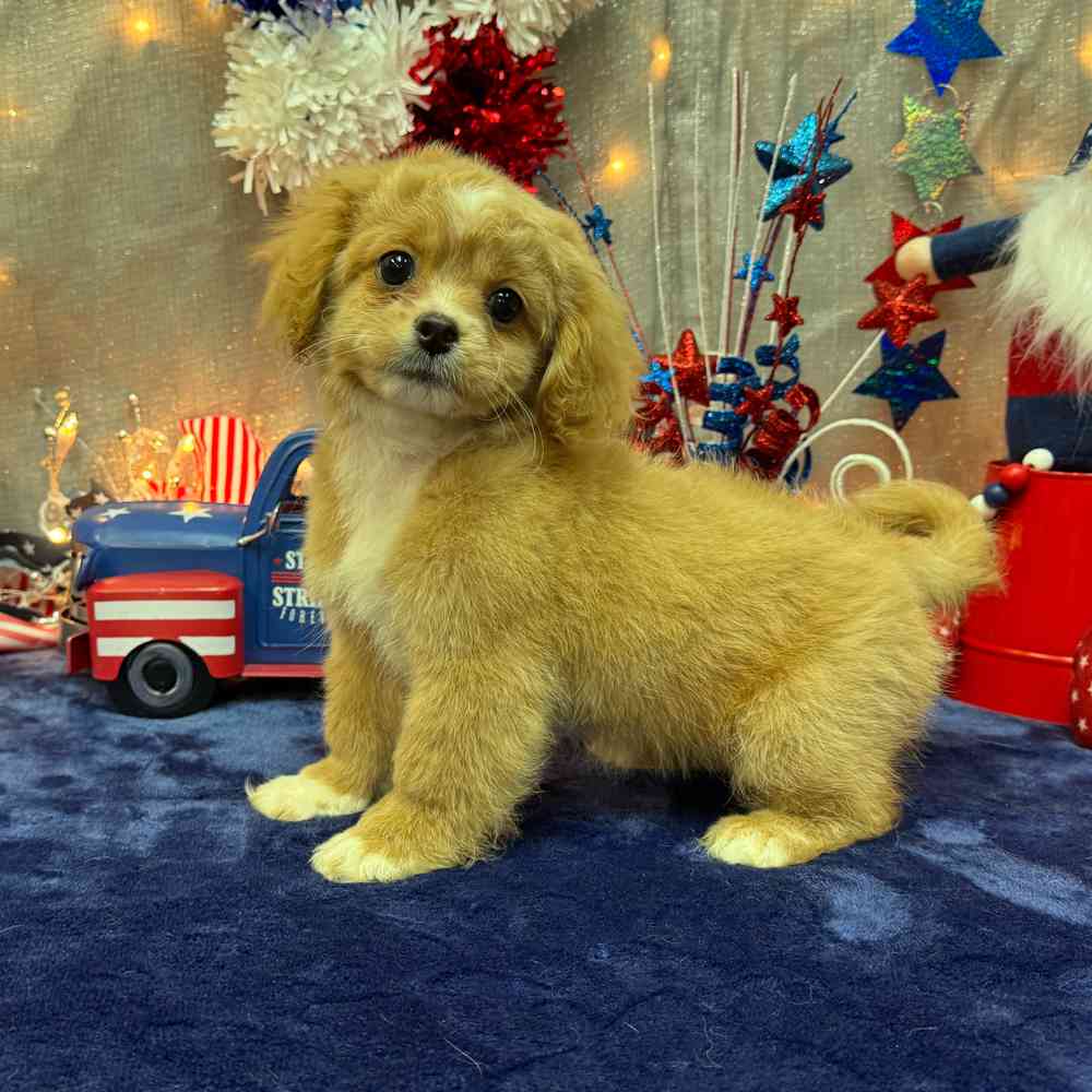 carousel pet images