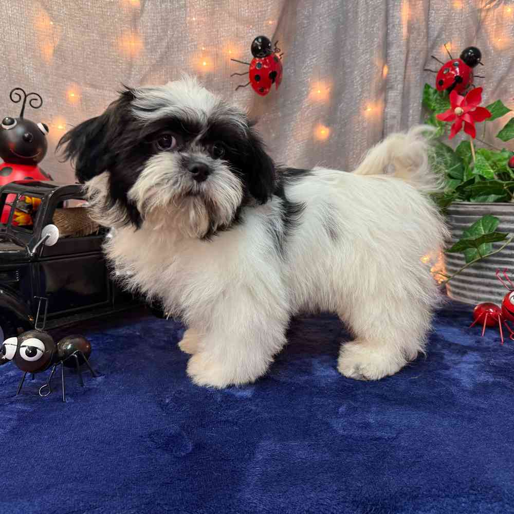 carousel pet images