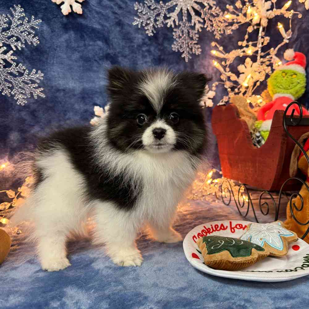carousel pet images