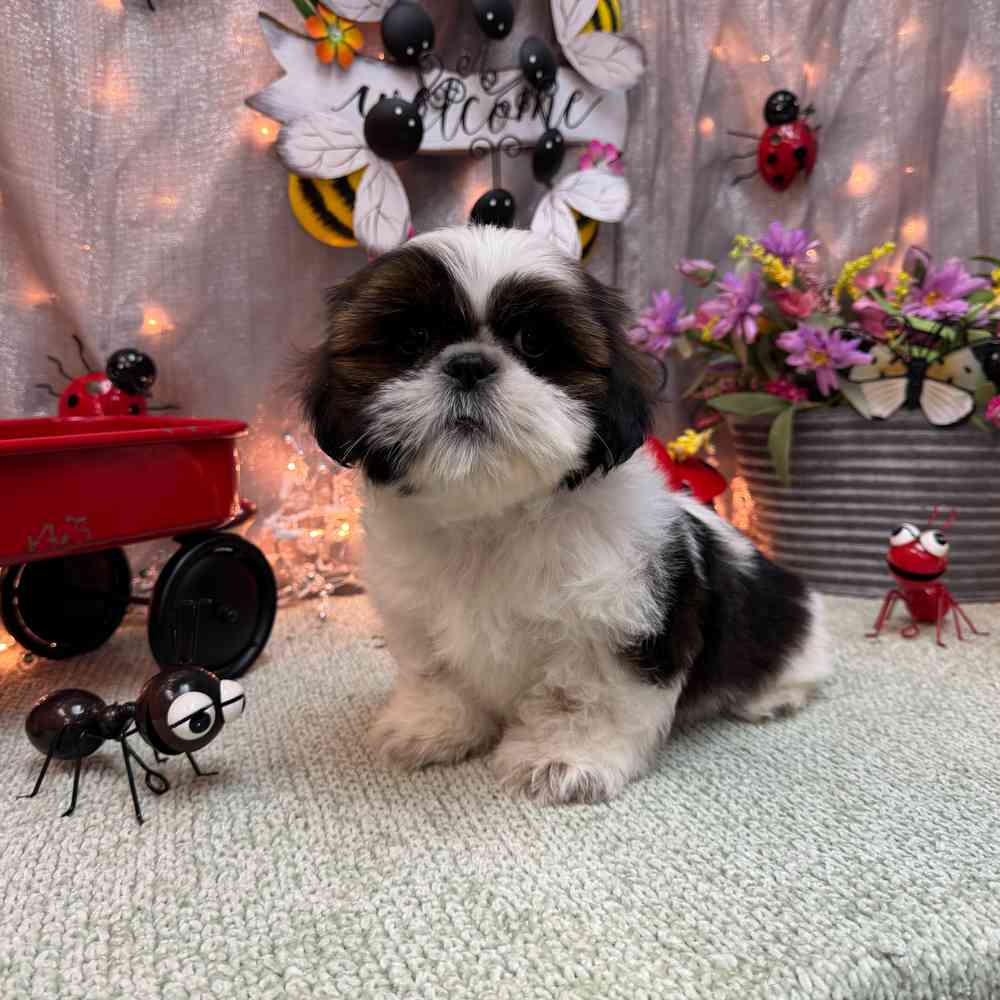 carousel pet images