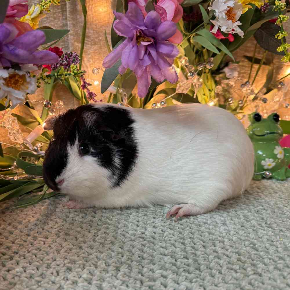 carousel pet images