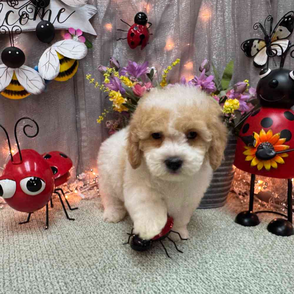 carousel pet images