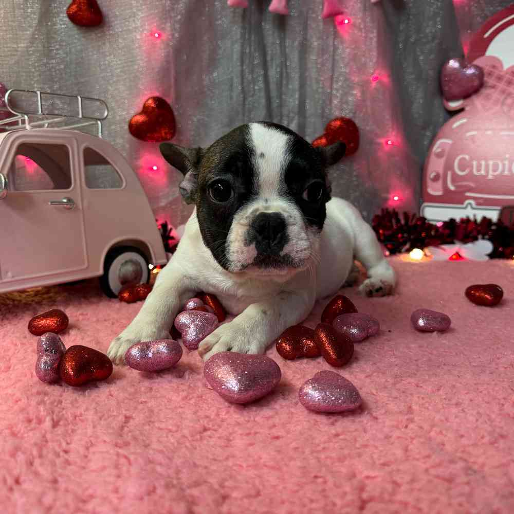 carousel pet images
