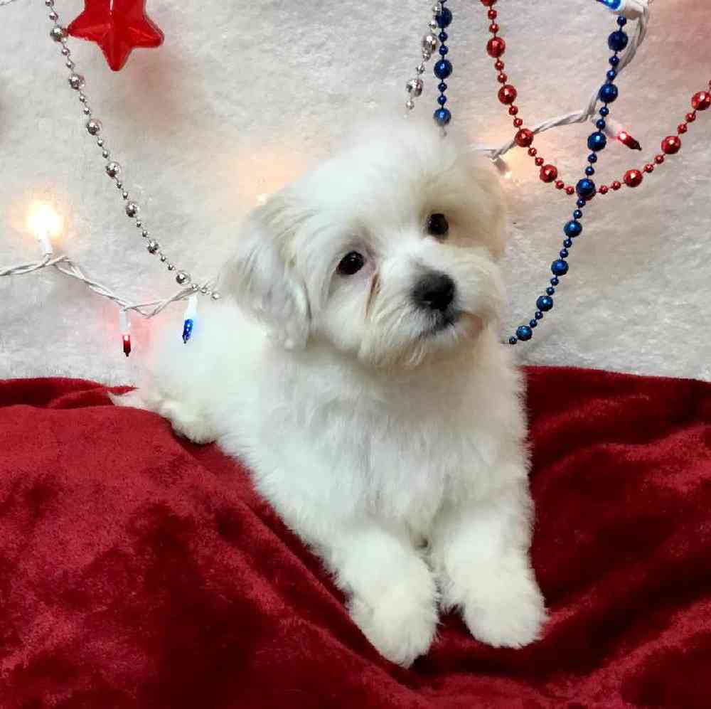 carousel pet images