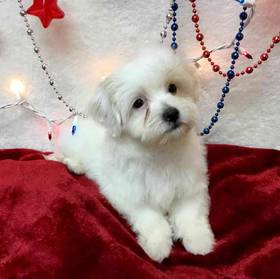 Morkie