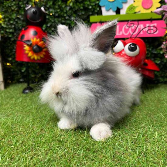 Lionhead