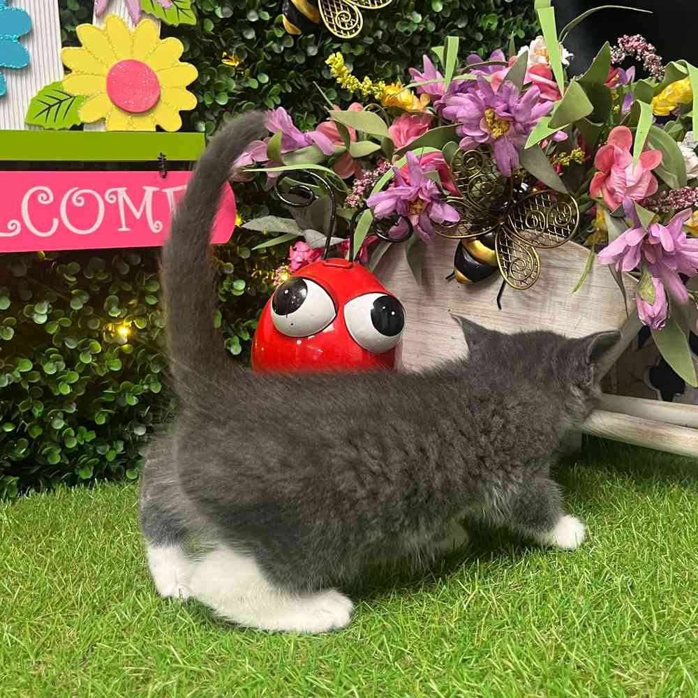 carousel pet images