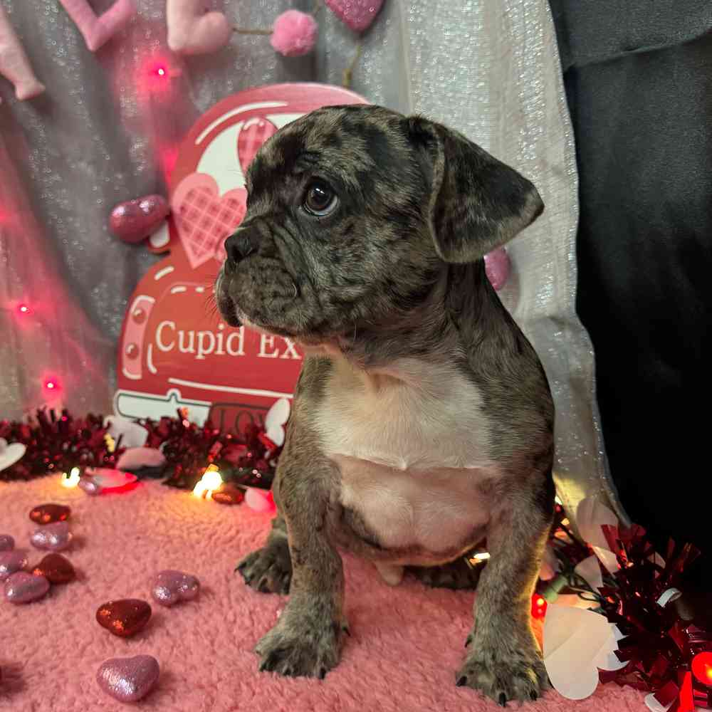 carousel pet images