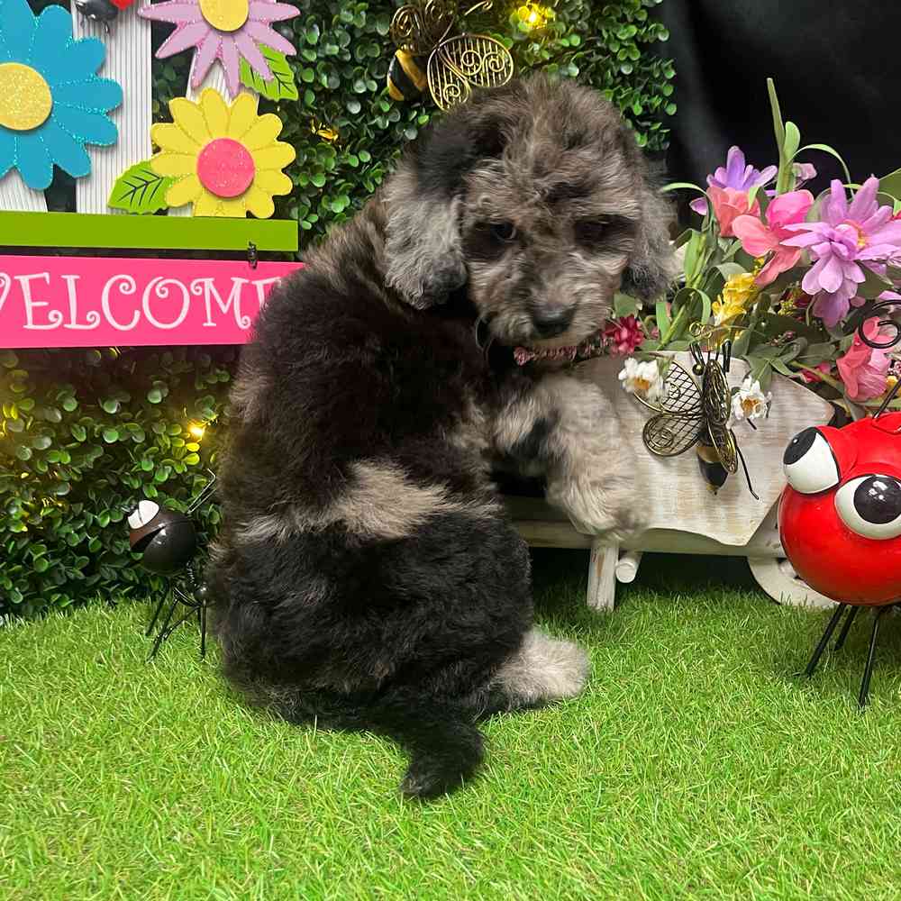 carousel pet images