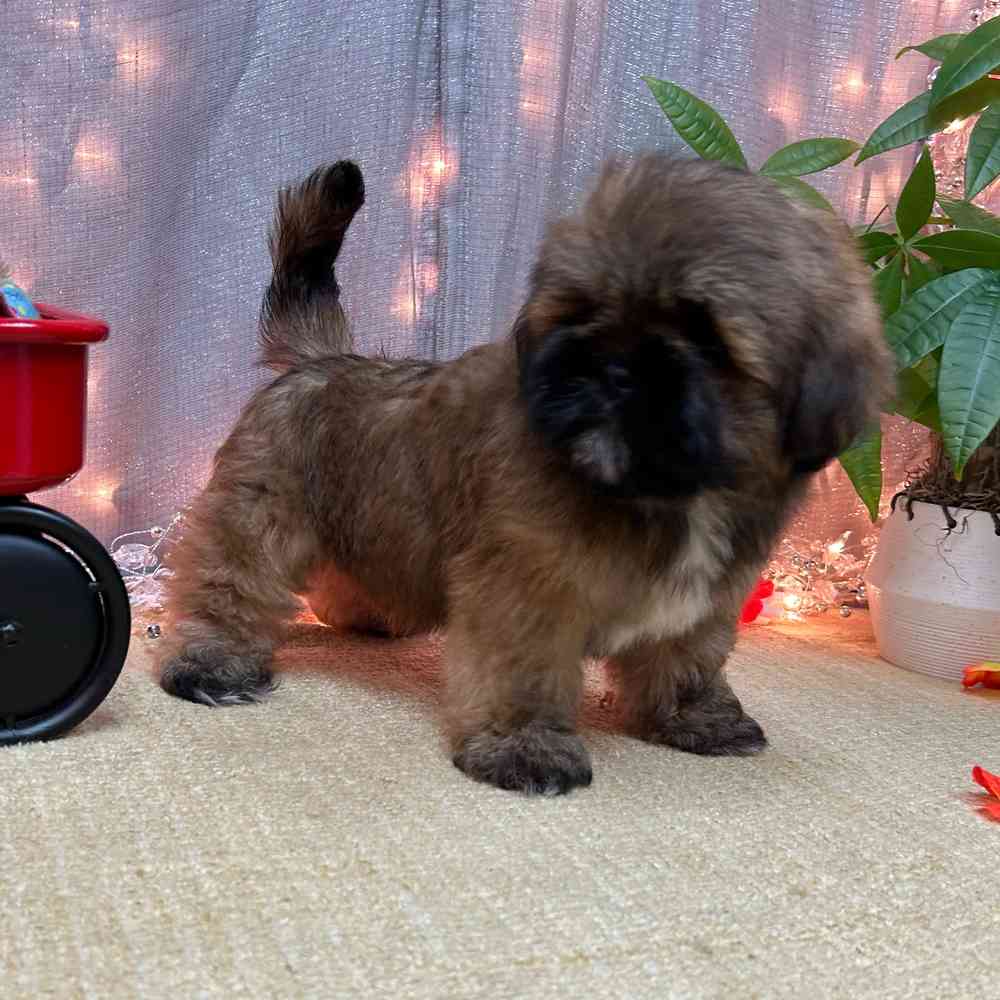 carousel pet images