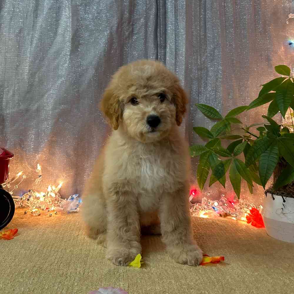 carousel pet images