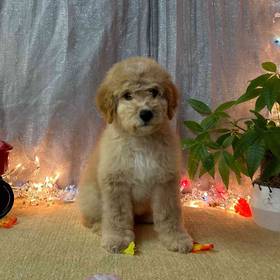 Mini Goldendoodle