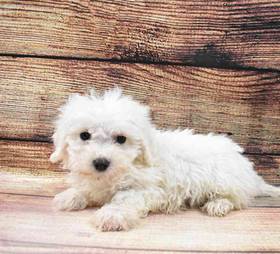 Bichon