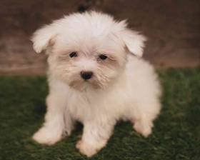 Maltese