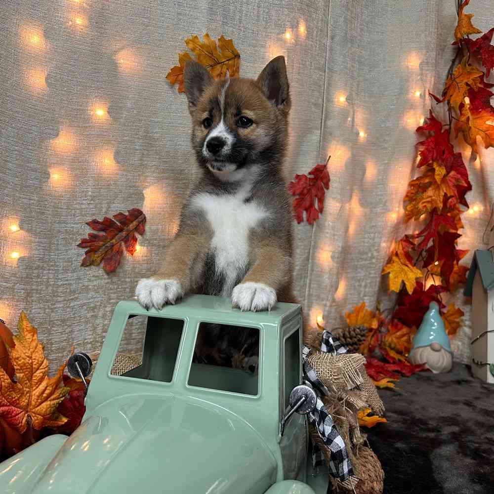carousel pet images