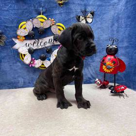 Cane Corso