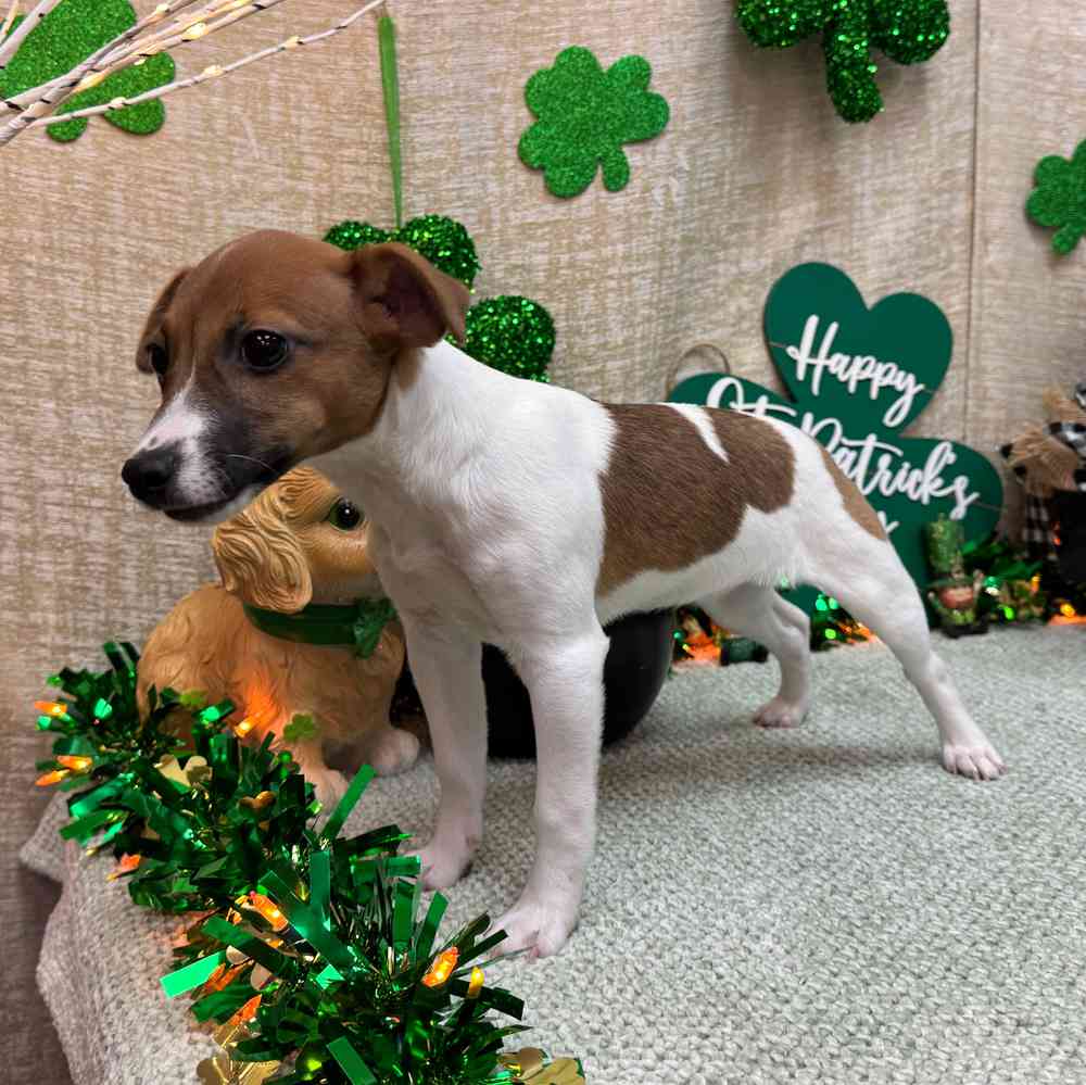 carousel pet images