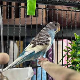 Parakeet