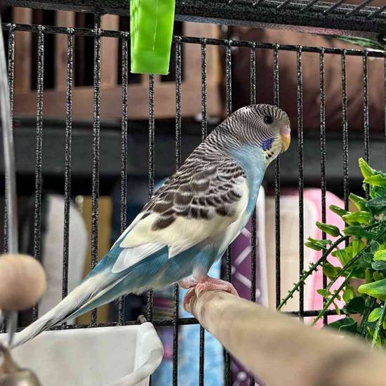 Parakeet