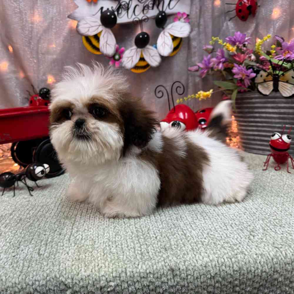 carousel pet images