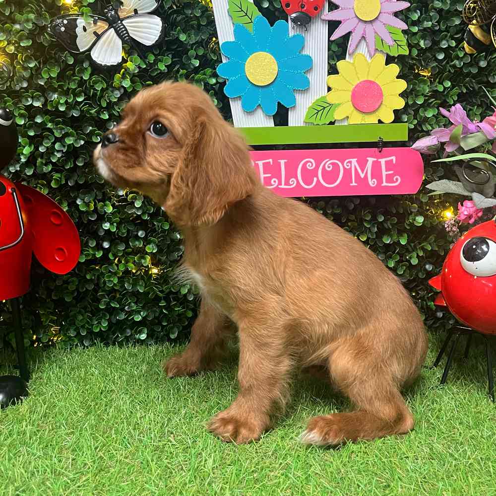 carousel pet images