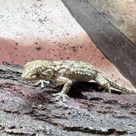 Crocodile Gecko