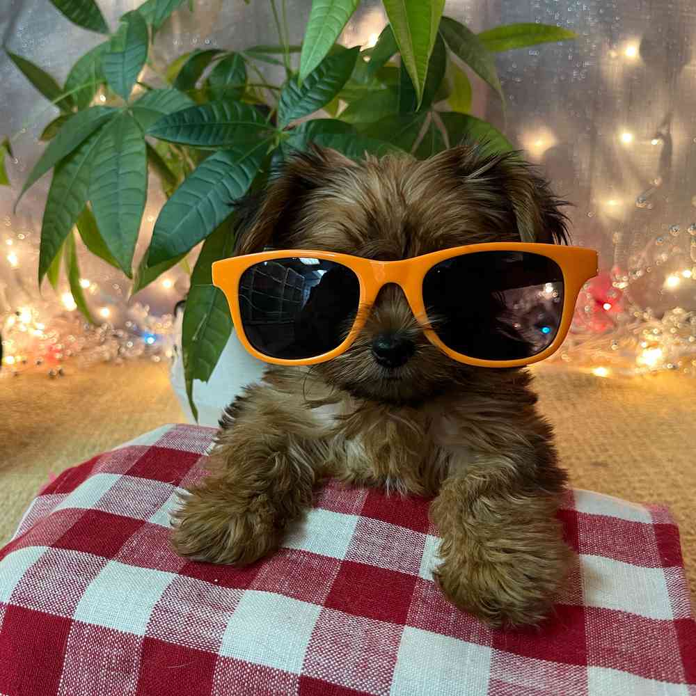 carousel pet images