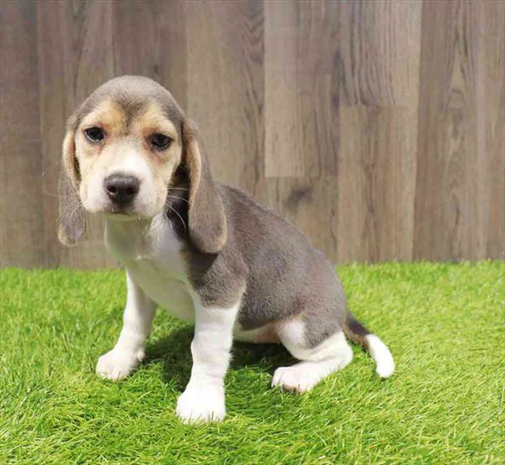 Image of a pet breed in the gallery