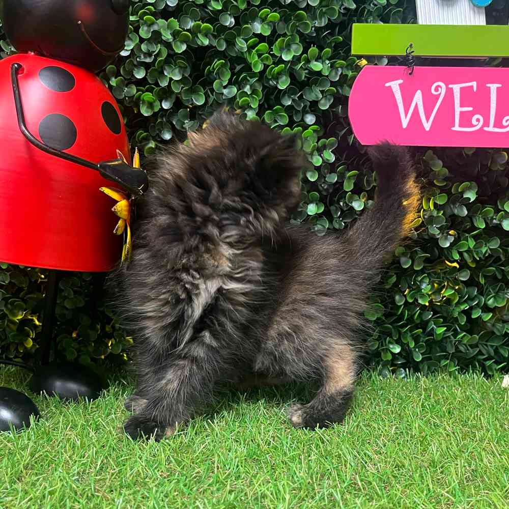 carousel pet images